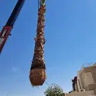 نخل واشنطن للبيع