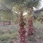 نخل واشنطونيا زينه TOP