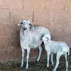 رخلتين برابر