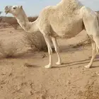 ناقه لقحه كفو