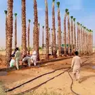 نخل وشنطني امريكي زينه جميع المقاسات وجميع الانواع