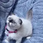 سكوتش فولد كيتنز