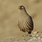 حجل رملي للبيع