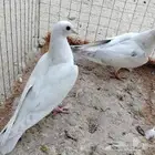 للبيع طبه صنعاوي لون رصاصي جميل