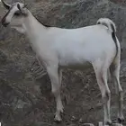 تيس صومالي قطيع من 30 راس ذهبان