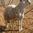 فحل حري مشروط