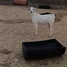 الباحه