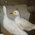 السلام عليكم بط بلدي بياض حضان شرط ان شاء الله ذكر وانثى