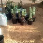 لبيع نبتت حصان