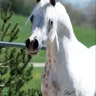 اسطبل - مربط الفجر