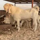فحل مطور خصصم ابرص