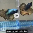 فايتر فواخر وتصنيفات عدد محدود تم البيع