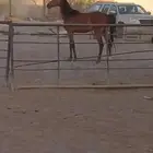 مطلوب معزا