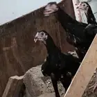 دجاج باكستاني وبلدي للبيع 15 حبه