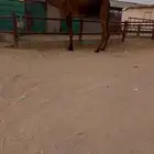 للبيع بعير كفو وحيداني سنه رباع