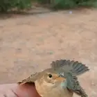 طير للبيع حق اليوم