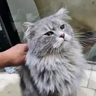 Cat for Adoption
