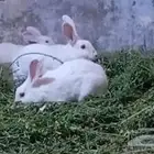 عندي ارانب فرنسي كبار صغار  و بلدي