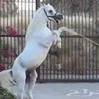 حصان -واهو- مصري بيور .