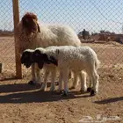 بيعت الله يربحه نعيمه متوم