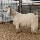 عارضيه خصم ( تم البيع )