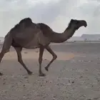 لقحه صفراء شاقه 8شهور