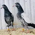 تم البيع طبه تيدي سخي 128