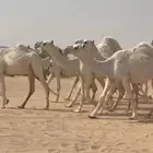 ذود ابل وضح اشباب كككفو وطيبه للبيع