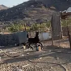 مهره شعبيه شيخه للبيع