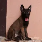 جراء المالينو البلجيكي