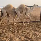 حشو