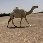 للبيع اللقحه