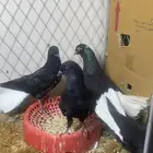 زوج نوري ذنب كوخ