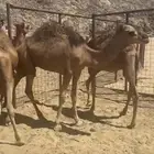 قعدان لبنيات للبيع