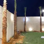 نخل وشنطني زينه