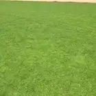 ثيل طبيعي سي الفين