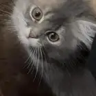 سكوتش ستريت