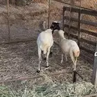 بيع نعجه ورخل