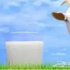 حليب ماعز طازج يوميآ