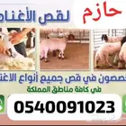 قصاص غنم مكينة  حلاقه الأغنام