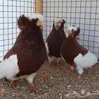 جوز هنقاري منتج