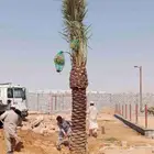 توجد لدينا جميع انواع نخل عربي وولوشنطني للبيع