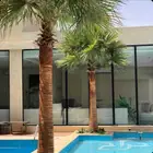 نخل واشنطني زينه