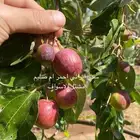 شتلات سدر ايراني احمر ام صليم بدون بذور