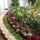 تنسيق الحدائق وتركيب شبكات الري واشجار الزينه والنخيل
