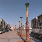نخل واشنطني زينه