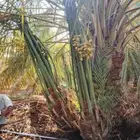 توريد جميع انواع النخيل المثمره
