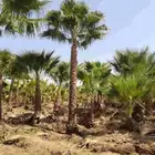 نخل واشنطني واشنطونيا أشجار زينه نخل واشنطن