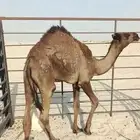 قعود مجهم للبيع