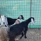 جفار